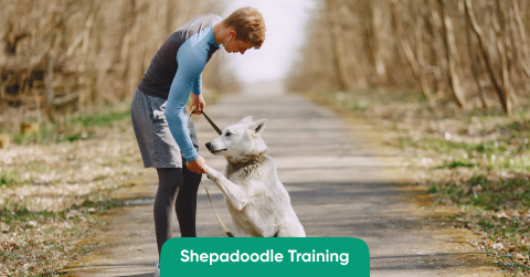 Shepadoodle Training