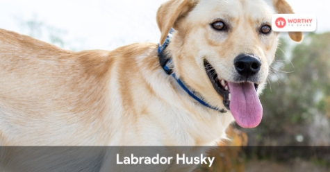 Labrador Husky