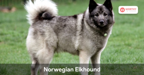Norwegian Elkhound