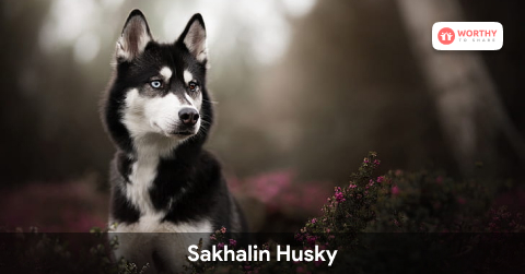 Sakhalin Husky