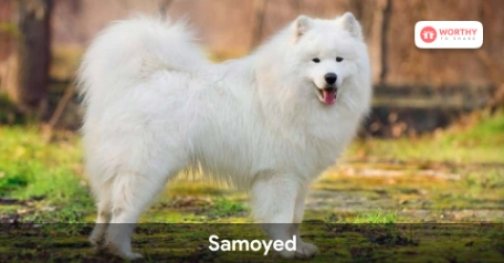 Samoyed