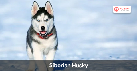 Siberian Husky