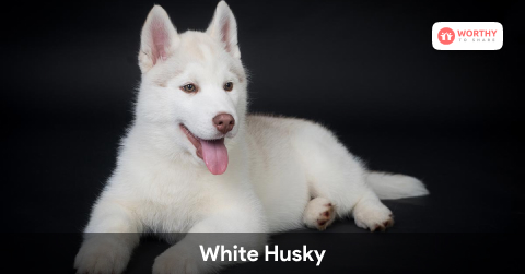 White Husky