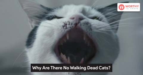 Why Are There No Walking Dead Cats?