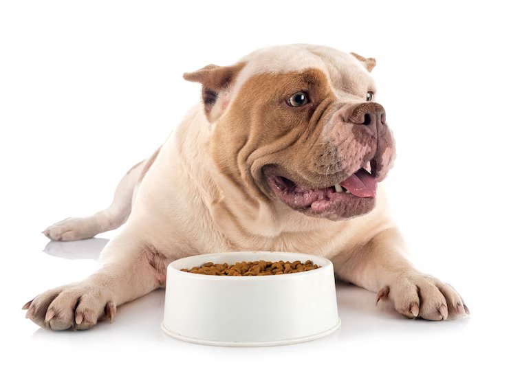 Benefits of Canned Pooch Eats