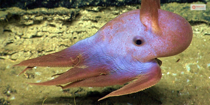 Other Mysterious Animals Found In The Mariana Trench