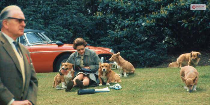 Her Majesty's Love For Corgi Dogs!