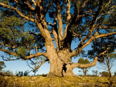 Eucalyptus tree