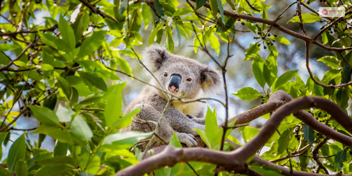 The Diet Of Koala Comprises Eucalyptus!