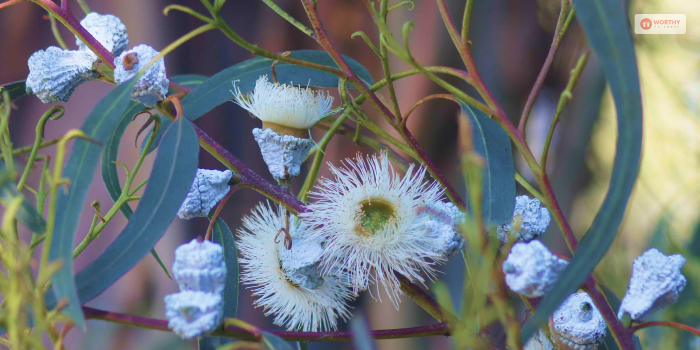 The Flowers Of Eucalyptus Do Not Have Any Petals!