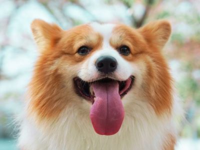 Duchess Of York Adopts Two Of Late Queen Elizabeth’s Corgis