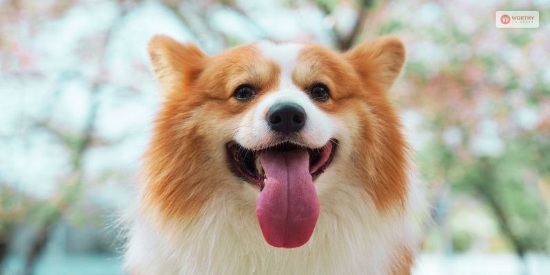 Duchess Of York Adopts Two Of Late Queen Elizabeth’s Corgis
