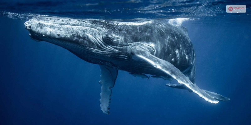 Scientists Just Had A Groundbreaking conversation With A Humpback Whale 