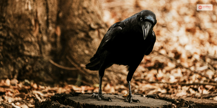 Fun Facts About Murder Of Crows