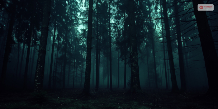 Is The Forest Dark_