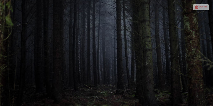 What Is The Dark Forest Theory_